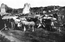 People, livestock and wagons