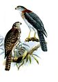 English: Rufous-necked Sparrowhawk Accipiter erythrauchen (cat.)
