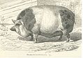 Hampshire-Schwein