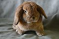 Трёхлетний голландский кролик с отвислыми ушами