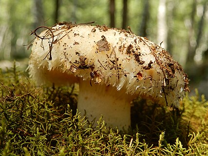 Lactarius resimus mushroom at Katon-Karagay national park. East Kazakhstan Region, Kazakhstan.