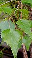 Betula nigra: Leaves