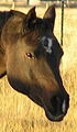   Deutsch: Portrait eines Araberkopfes mit Abzeichen English: Head portrait of an Arabian horse with star and snip