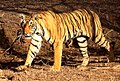 ᏢᏓᏥᏧᎶᎸᏗ Panthera tigris