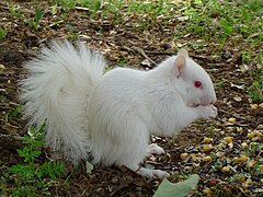 A true albino squirrel. Note the pink eyes.