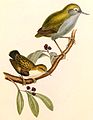 Bushwren  (Xenicus longipes, cat. ), Rifleman  (Acanthisitta chloris, cat. )