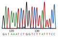 DNA sequence (electropherogram)