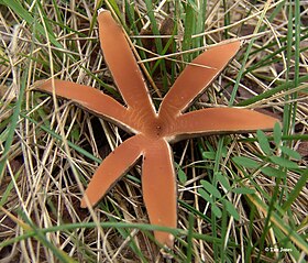 Một loại nấm hình ngôi sao sáu cánh trên nền cỏ. Mặt trong của nấm có màu nâu bơ.