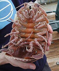 A giant isopod (Bathynomus giganteus) may reach up to 0.76 m (2 ft 6 in) in length.