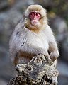 Giovane macaco giapponese nel parco delle scimmie di Jigokudani
