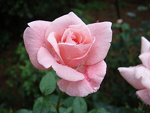 une rose rose