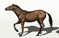 Equus conversidens (Nemayî)
