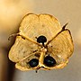Thumbnail for File:Geopende zaaddoos van een wilde hyacint 24-07-2022. (d.j.b).jpg