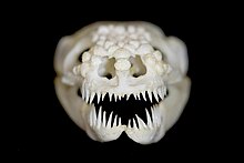 Heloderma suspectum skull with dentitio