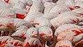 70 Greater flamingo; Étang de l'Oeil de Ca, Réserve Africaine de Sigean, Sigean, France uploaded by Llez, nominated by Llez