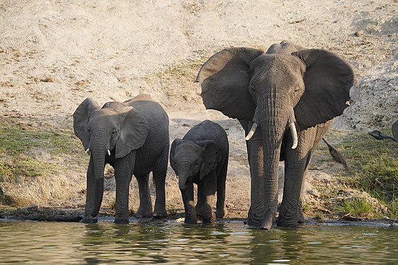 Elephants near Kazinga Channel Photograph: User:Yakov Fedorov