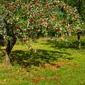 32 Tree with red apples in Barkedal 4 uploaded by W.carter, nominated by W.carter