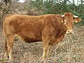 typical Limousin cattle in Creuse