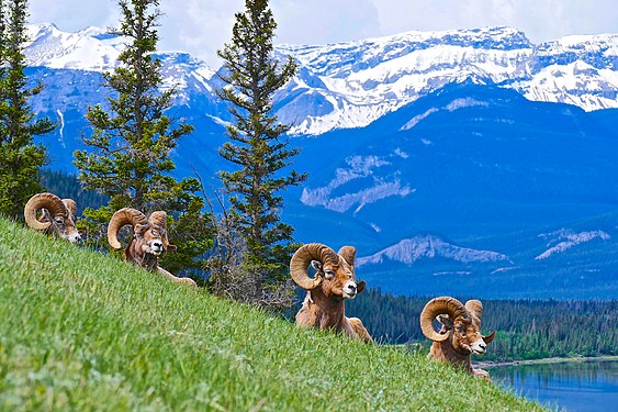 A small group of bighorn sheep on a hill of Jasper National Park in Alberta Photograph: Sbxray