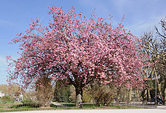 Дрво јапанске трешње (Prunus serrulata) у цвату.