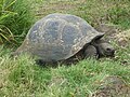 Image 39Galápagos tortoise on Santa Cruz Island (from Galápagos Islands)