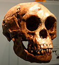 Чэрап Homo floresiensis
