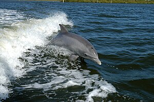 一隻海豚