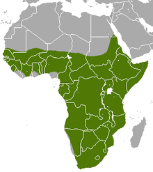 Мапа Африке приказује истакнути опсег (у зеленом) којим је покривена већина континента јужно од пустиње Сахаре