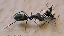 Aggressive mimic with model/dupe/prey: Myrmarachne spider eating a queen ant