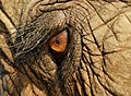 6. Ázsiai elefánt (Elephas maximus) szeme (javítás)/(csere)