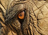 L'ull d'un elefant.