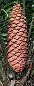 File:Encephalartos sclavoi reproductive cone.jpg (2012-05-08)