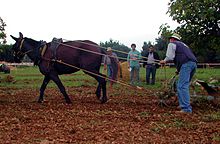 Photo d'une mule menée par un laboureur