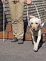 A guide dog