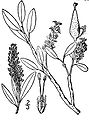 Salix phlebophylla