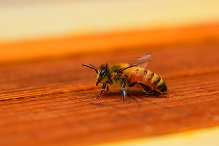 一隻蜜蜂
