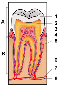歯の模式図