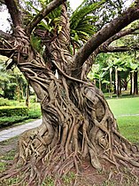 Trunk of Ficus superba var. japonica