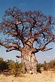 Isihlahla Baobab