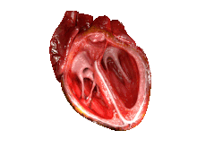Хүний цохилж байгаа зүрхний компьютерээр хийсэн анимац