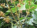 Longan (Dimocarpus longan) baby fruits and leaves