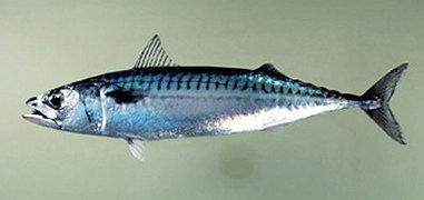 Streamlined, somewhat warm-blooded: mackerel