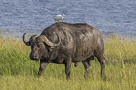 African buffalo (Syncerus caffer caffer) male with cattle egret