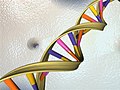 Biołoxia a liveło mołecołare: el DNA