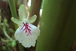 Cardamom flower photographed at Mukkoottuthara