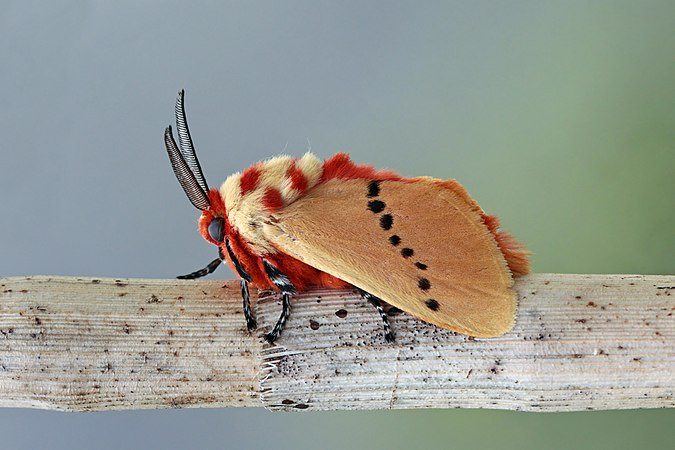 圖為玫瑰色紅粉蛾（Trosia nigropunctigera），攝於巴拿馬托圖馬斯山雲霧森林。