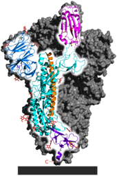 SARS-CoV-2 spike homotrimer with one protein subunit highlighted; ACE2 binding domain highlighted