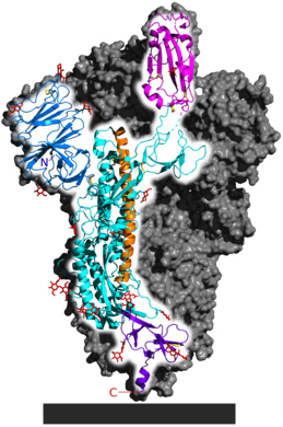 Spike-homotrimeerin osittaisrakenne, jossa yksi monomeereista on korostettu. Vaaleanpunainen osa on proteiinidomeeni, joka sitoutuu ACE2-reseptoreihin.