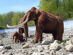 Mammut, model i Aalborg Zoo