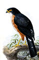 English: Red-thighed Sparrowhawk Accipiter erythropus (cat.)